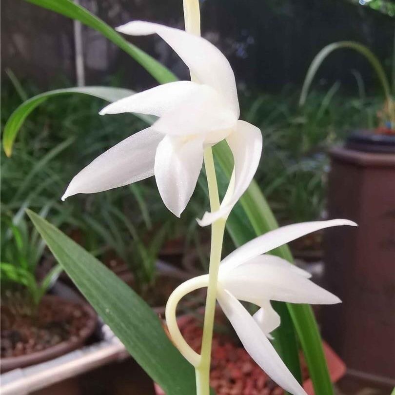 名贵兰花苗建兰四季兰漓江雪浓香好养兰花室内阳台客厅