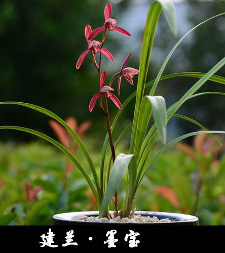 名贵兰花苗建兰四季兰墨宝浓香好养兰花室内阳台客厅