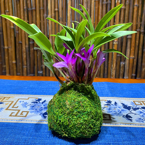 苔藓球水培七彩香水石斛 澳洲石斛兰开花浓香好养绿植盆栽花卉