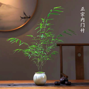 内门竹红观音竹米竹室内盆栽小型微盆景庭院室内桌面绿植观赏竹