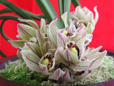 传统兰花苗莲瓣兰【宝莲灯】奇花浓香绿植花卉盆栽包邮