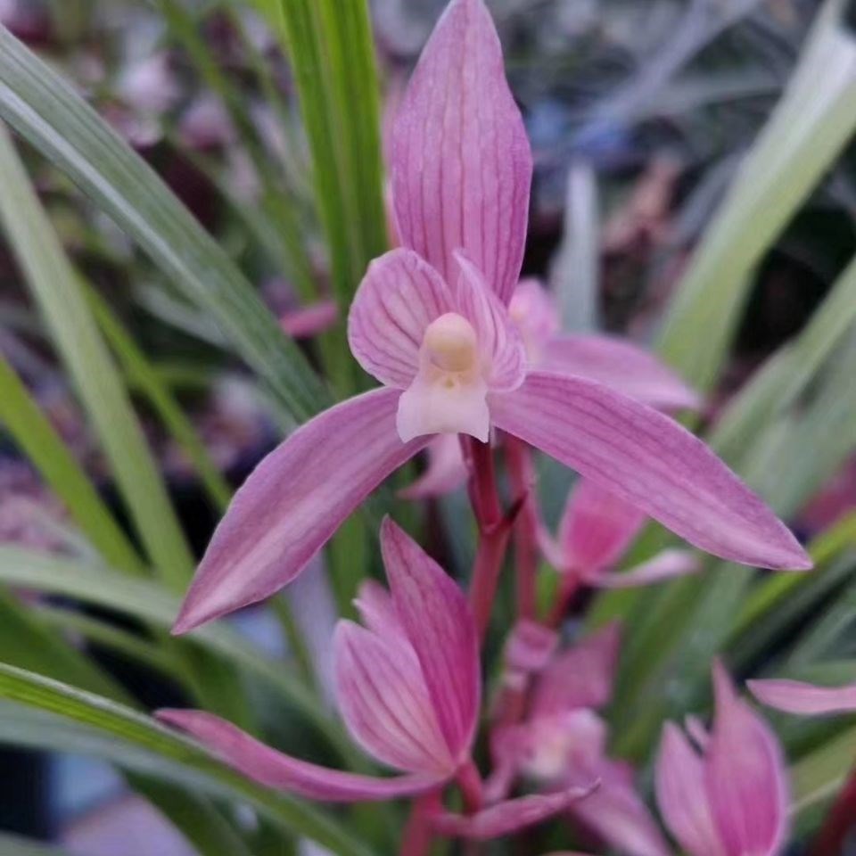 兰花苗客厅花卉阳台绿植盆栽浓香兰花春剑 雅女 老种红花红素兰草