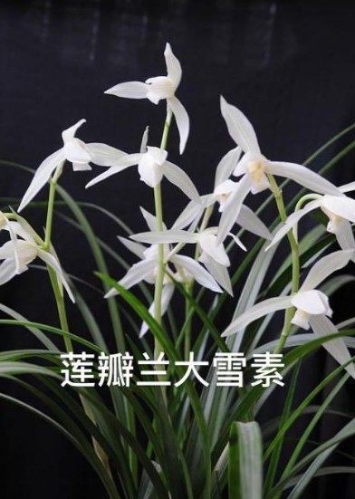 莲瓣兰【大雪素】阳台绿植阳台客厅名品花卉