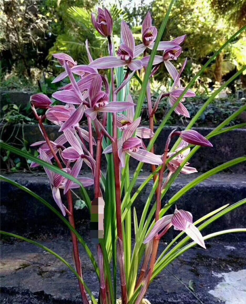 兰花苗 莲瓣兰【映山红】浓香花卉园艺盆景