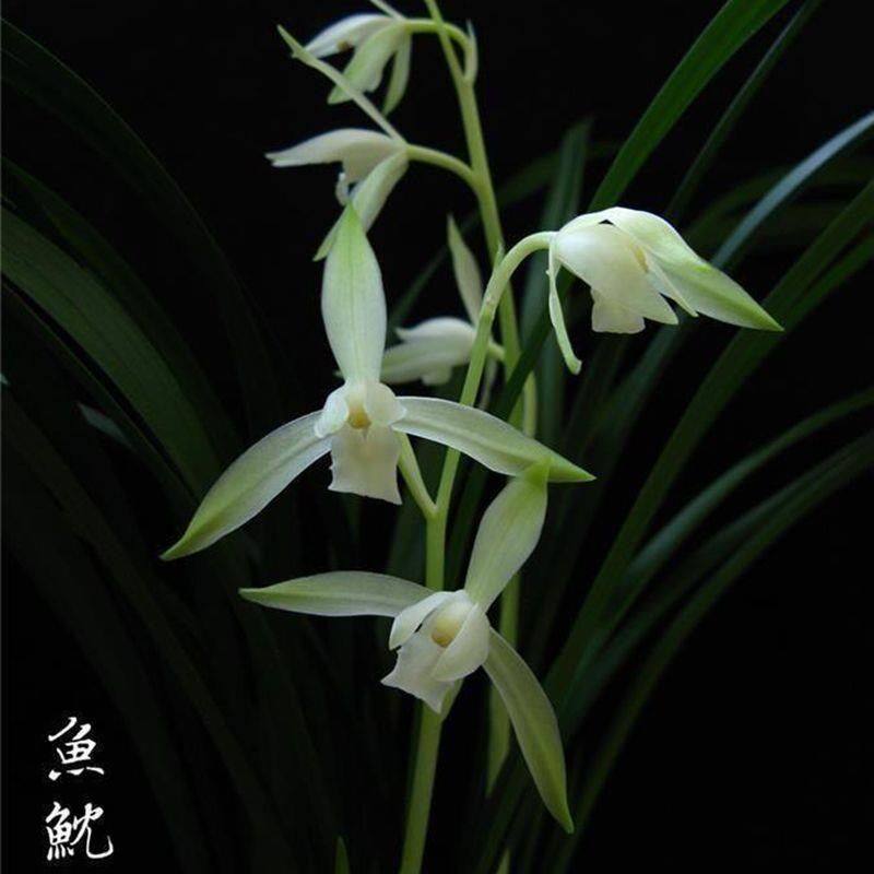 名贵兰花苗建兰四季兰三明鱼枕浓香好养兰花室内阳台客,鲜花速递/花卉仿真/绿植园艺,国兰/杂交兰/洋兰类,淘宝优惠券,粉丝福利购,淘宝优惠卷