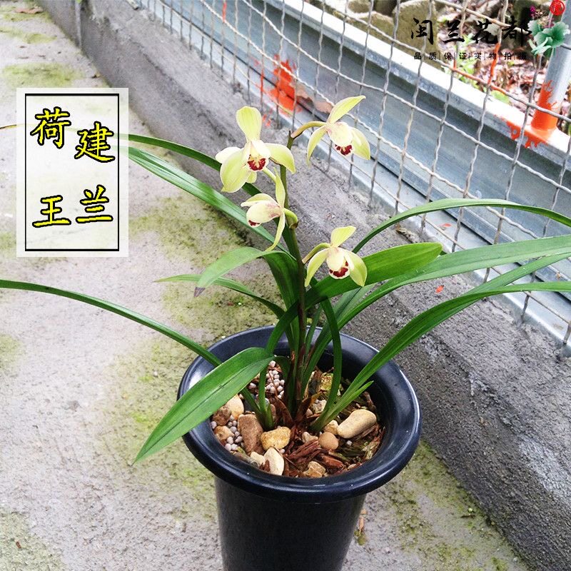 名贵兰花苗建兰四季兰荷王浓香好养兰花室内阳台客厅