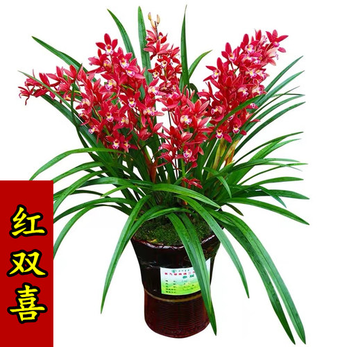 兰花苗杂交兰  红双喜  浓香花卉室内阳台客厅好养绿植盆栽