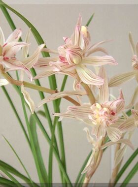兰花苗阳台花卉绿植浓香盆栽莲瓣兰金沙树菊