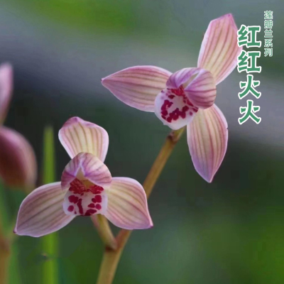 莲瓣兰红红火火 兰花苗室内外阳台花卉盆栽