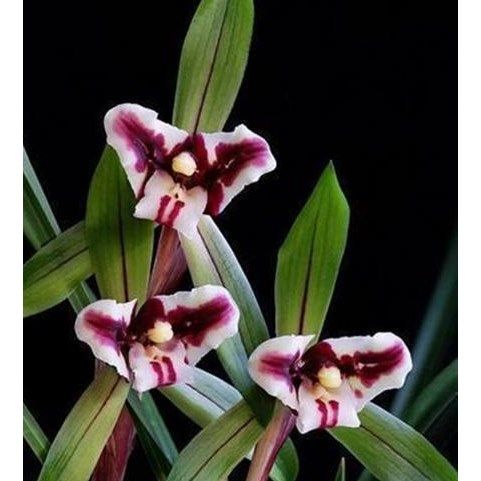 包邮 兰花苗客厅花卉阳台盆栽浓香老种兰花 春兰【 虎蕊】