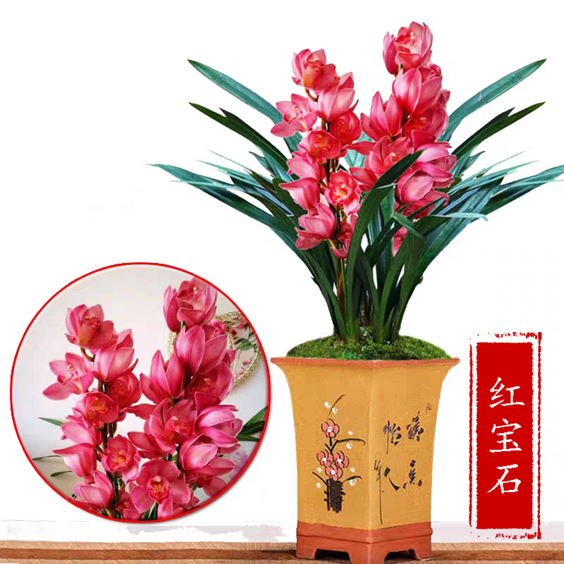 兰花苗建兰四季兰 红宝石 浓香阳台室内花卉客厅好养绿植盆栽