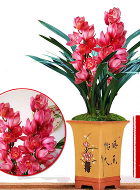 兰花苗建兰四季兰 红宝石 浓香阳台室内花卉客厅好养绿植盆栽