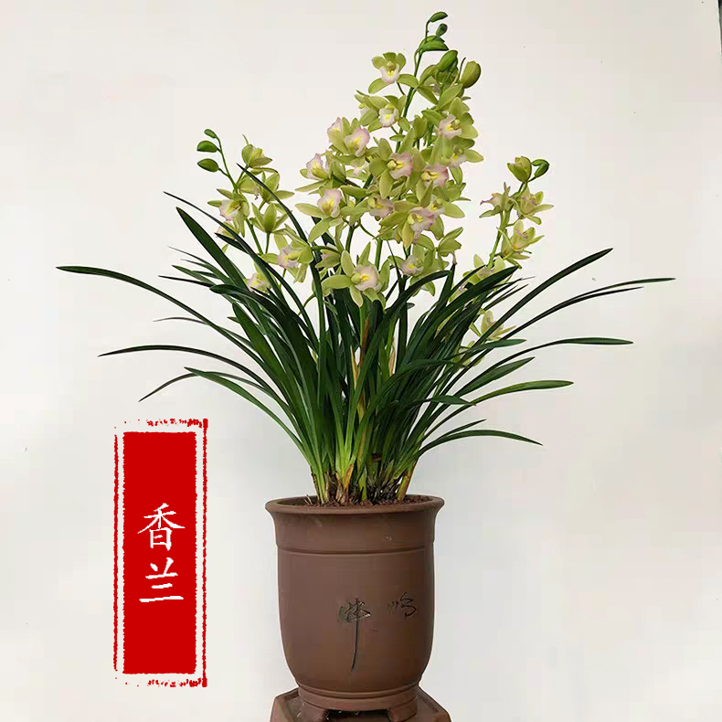 浓香型兰花苗杂交兰  香兰 花卉客厅好养绿植盆栽