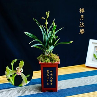浓香型新款庭院苗建兰四季兰禅月达摩兰花盆栽花卉观花客厅