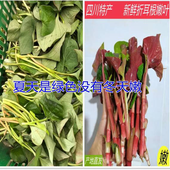 折耳根新鲜应季蔬菜四川鱼腥草嫩