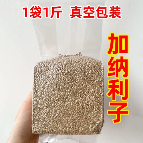 加纳利子虎皮玄凤小太阳鹦鹉鸟粮
