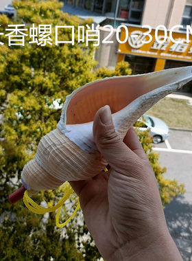 天然海螺贝壳寄居蟹鱼缸造景摆件