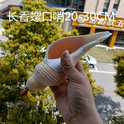 天然海螺贝壳寄居蟹鱼缸造景摆件