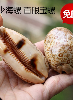 包邮稀有百眼水族造景海螺贝壳