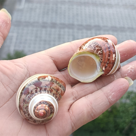 热卖天然海螺贝壳绿猫眼蝾螺卷贝鱼寄居蟹甲壳鱼缸珊瑚拍摄道具