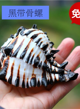 包邮新款海螺贝壳黑斑马骨螺美国黑骨螺鱼缸地台造景创意礼品珊瑚