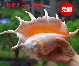 包邮天然海螺贝壳珊瑚七角螺大笔架螺地中海家居鱼缸水族装饰拍摄