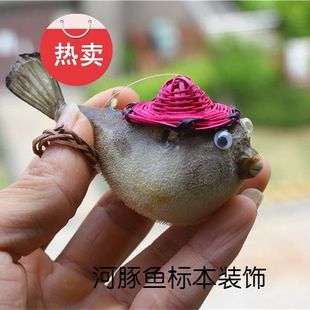 热卖带竹笠帽可爱河豚鱼鱼皮标装饰本 愤怒小鸟玩具 海洋生物标本