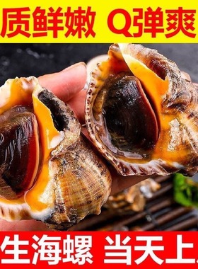 3斤海螺鲜活海捕海鲜水产贝类大海螺鲜野生海螺超大特大海螺