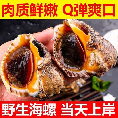 海螺鲜活海捕海鲜水产特大野生