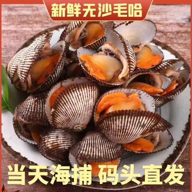 连云港发货鲜活毛蛤4斤