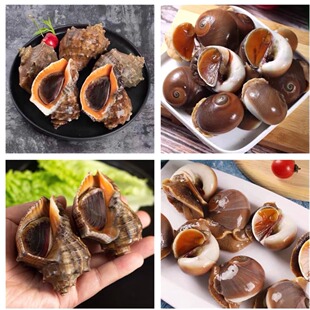 连云港海鲜 猫眼螺2斤+海螺2斤 混搭