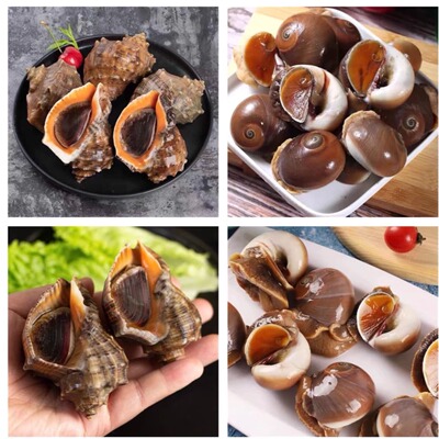 连云港海鲜 猫眼螺2斤+海螺2斤 混搭