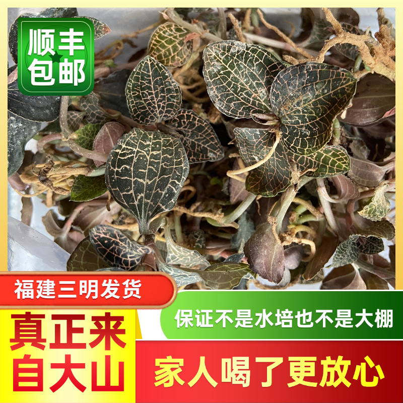 福建新鲜金线莲仿野生金线兰百草之王清热解毒煲汤煮老少皆宜包邮