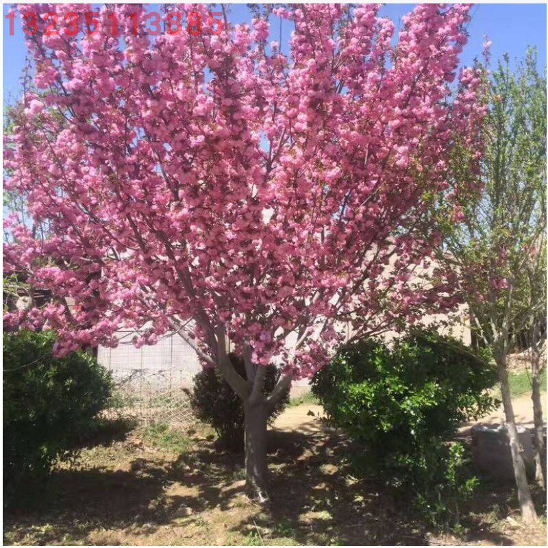 樱花树苗盆栽重瓣樱花花苗日本嫁接晚樱树别墅庭院四季园林风景树