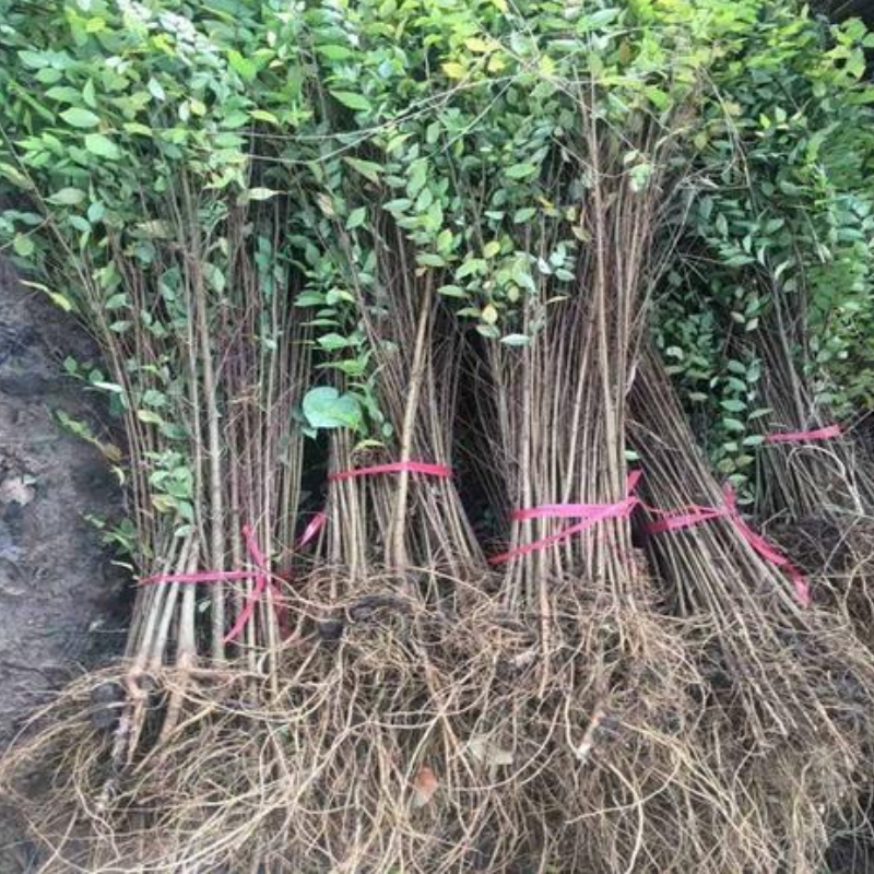 榆树苗速生榆树小苗榆树钱可以吃的庭院种植苗木盆栽