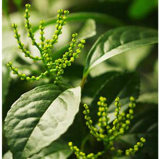 珠兰花黄色珠兰阳台室内桌面盆栽金粟兰珍珠兰鱼子兰常绿植物