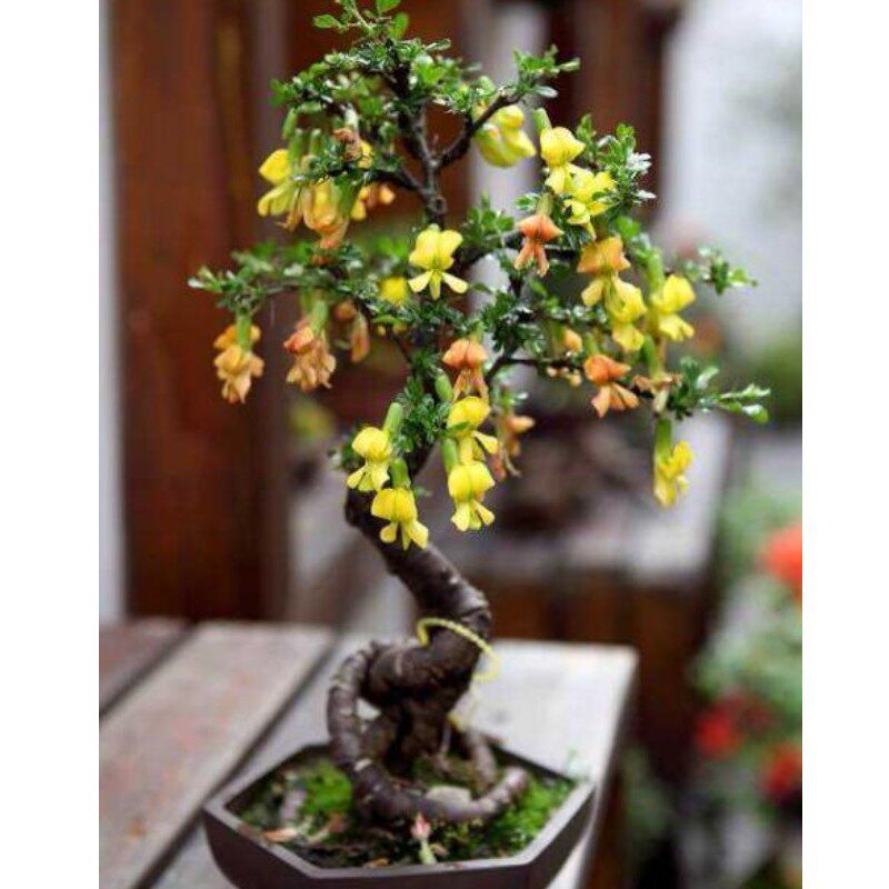 庭院植物花卉观赏价值高黄金雀盆景素材阳台露台桌面盆栽黄金雀苗