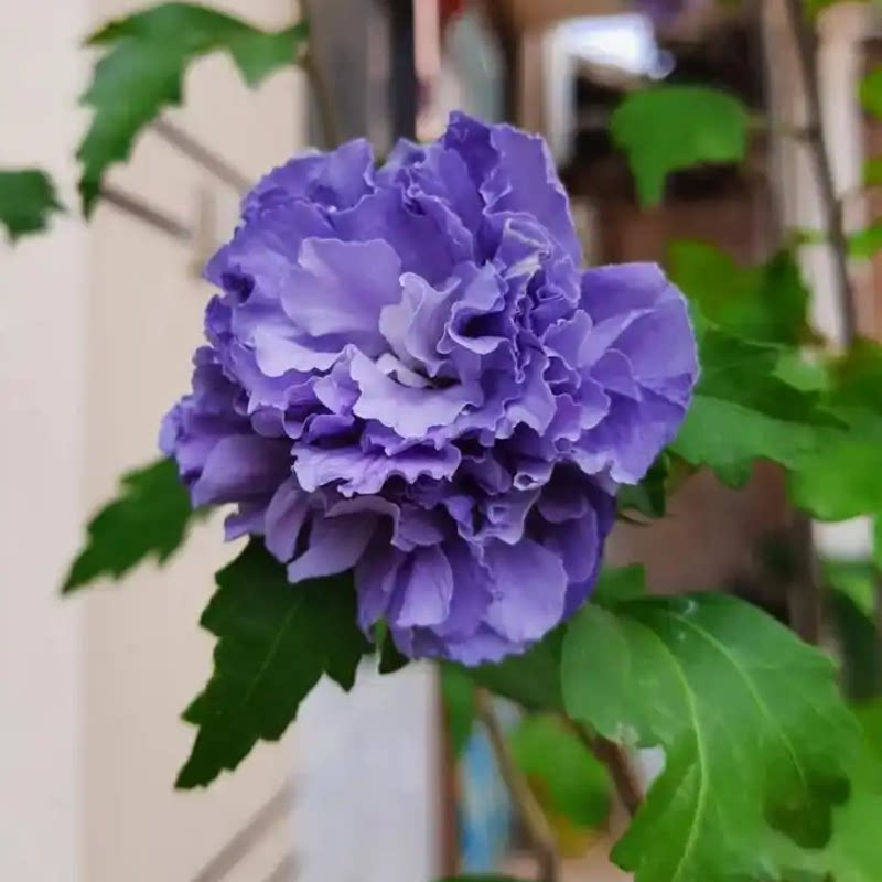 木槿盆栽薄荷冰沙木槿花树苗
