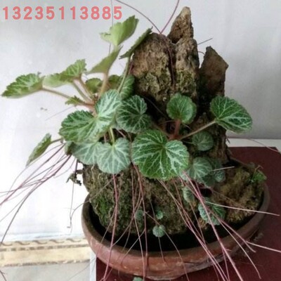 猫耳朵老虎金丝荷叶假山园艺植物