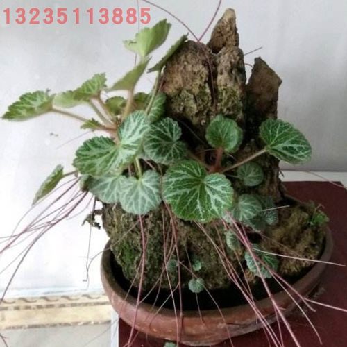 猫耳朵老虎金丝荷叶假山园艺植物