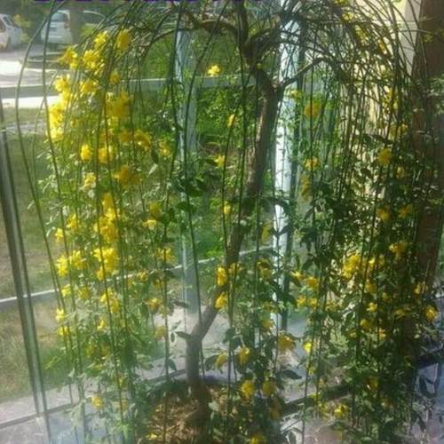 迎春花树苗盆景高杆探春花庭院盆栽攀援爬藤垂吊类花卉报春花植物