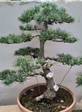 日本五针松盆景盆栽绿植常青