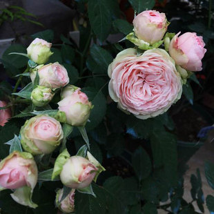 可乐的花园 微月/切花 微型密涅瓦/智慧女神 月季 多头 月季花苗