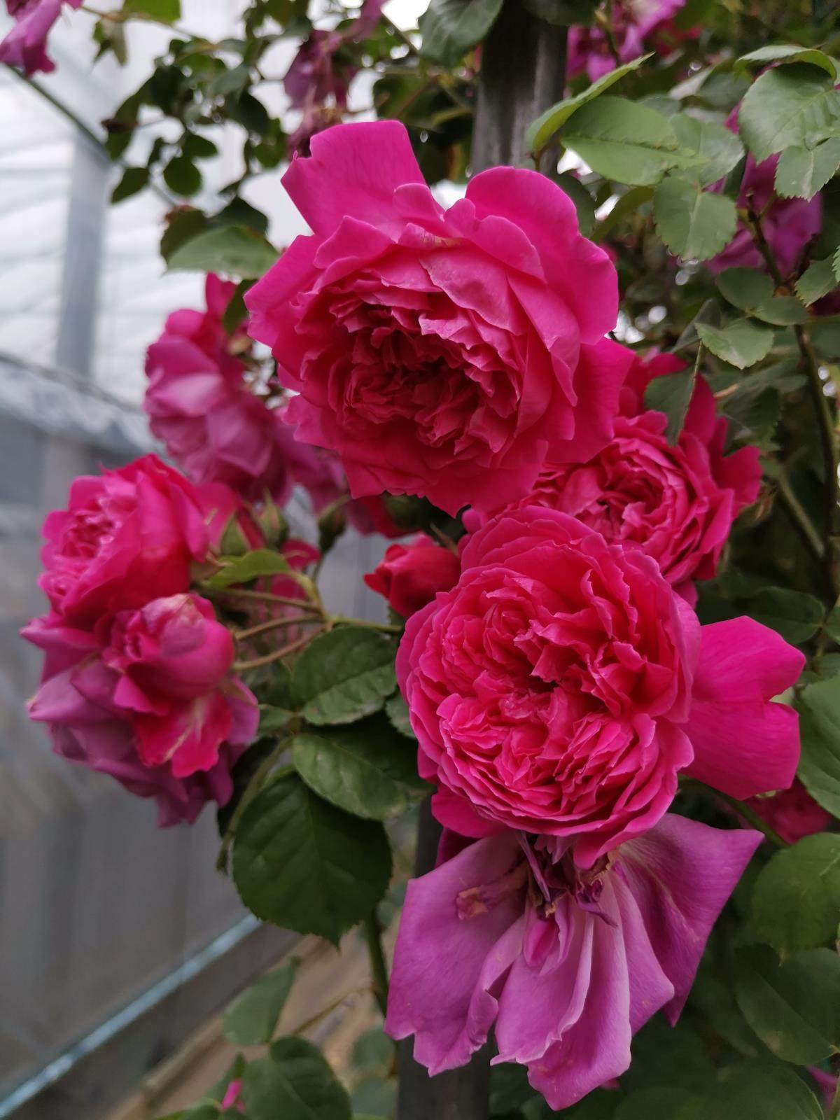 中国古老月季 紫燕飞舞月季 藤本月季 可做灌木栽植 浓香勤花抗病