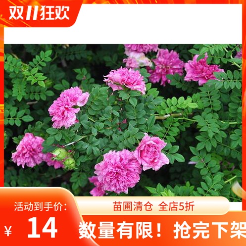 十六夜蔷薇价格 十六夜蔷薇图片 星期三