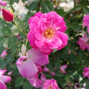 中国古老月季 月月粉 粉红半藤本香花香水月季 四季开花 适应性强