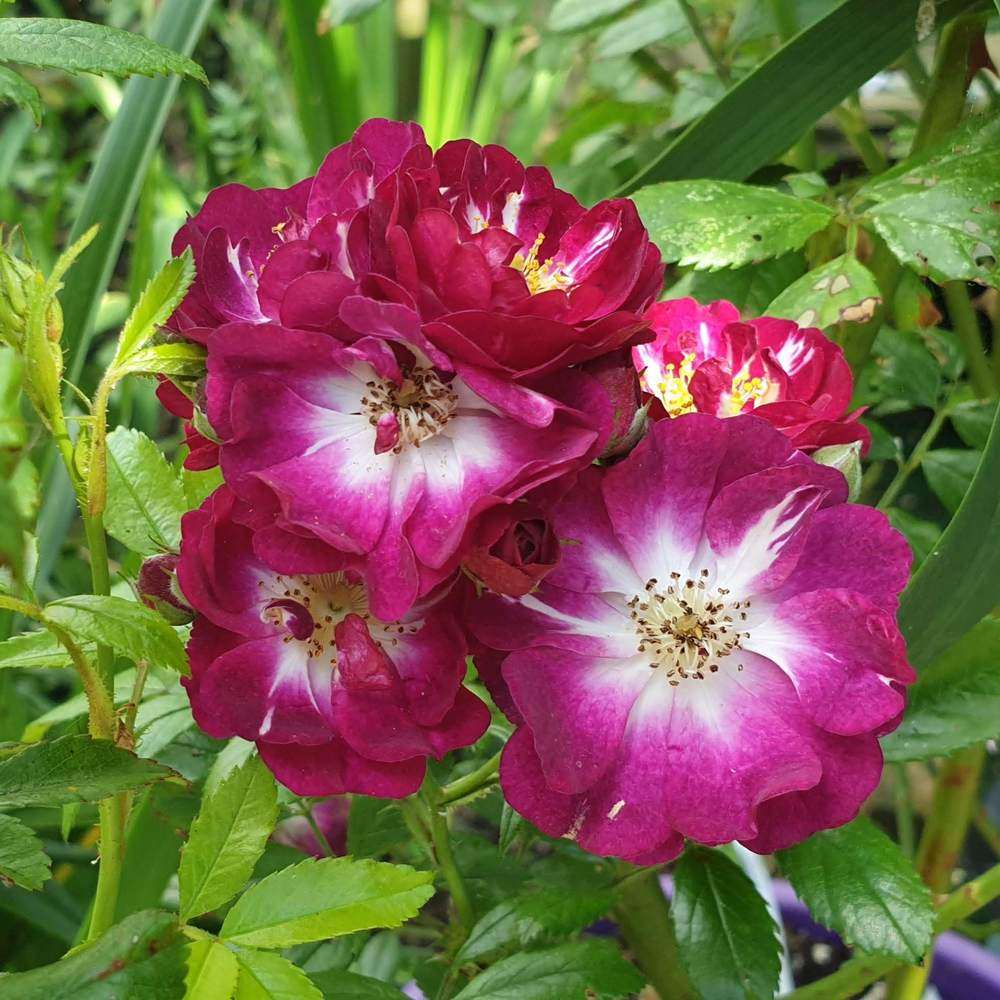 藤本永恒蓝调perennial blue多季开花 抗病强蔷薇月季