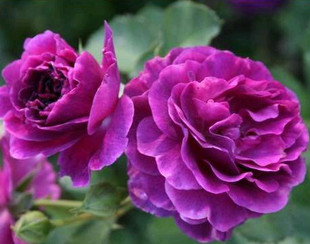 【可乐的花园】比利时（密涅瓦） 月季 欧月 大花