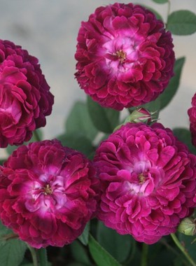 Shigyoku 紫玉/紫色地球：灌木类型。紫色。淡淡香味。