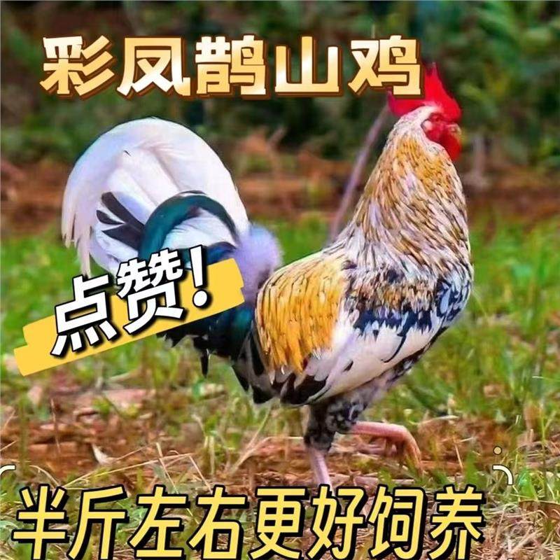 半斤鸡苗七彩神仙鹊山鸡脱温鸡山鸡活体五彩鸡苗便宜正宗现货宠物,宠物/宠物食品及用品,宠物鸡,淘宝优惠券,粉丝福利购,淘宝优惠卷